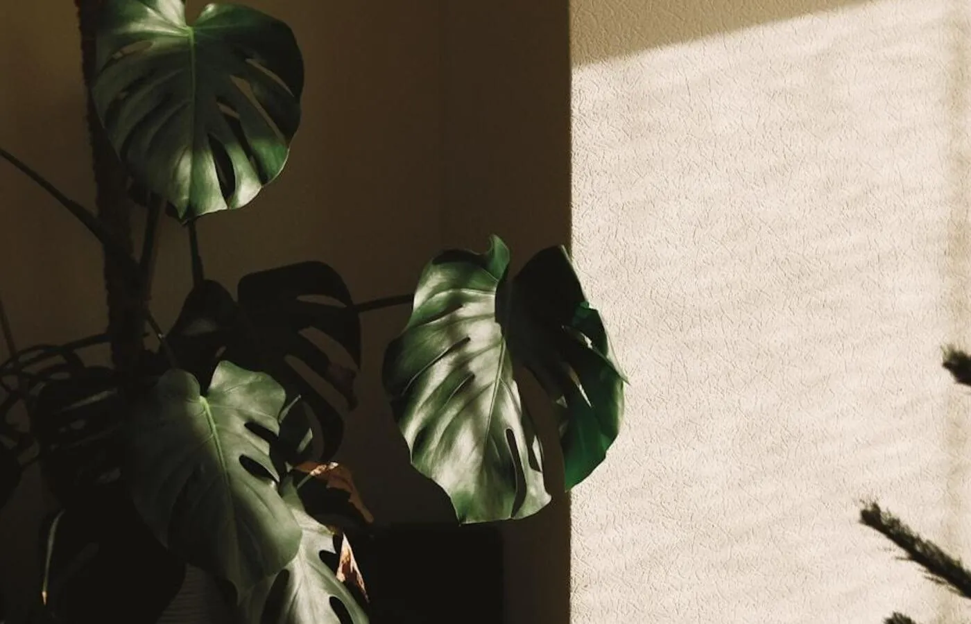 Hojas de una planta iluminadas por luz natural filtrada