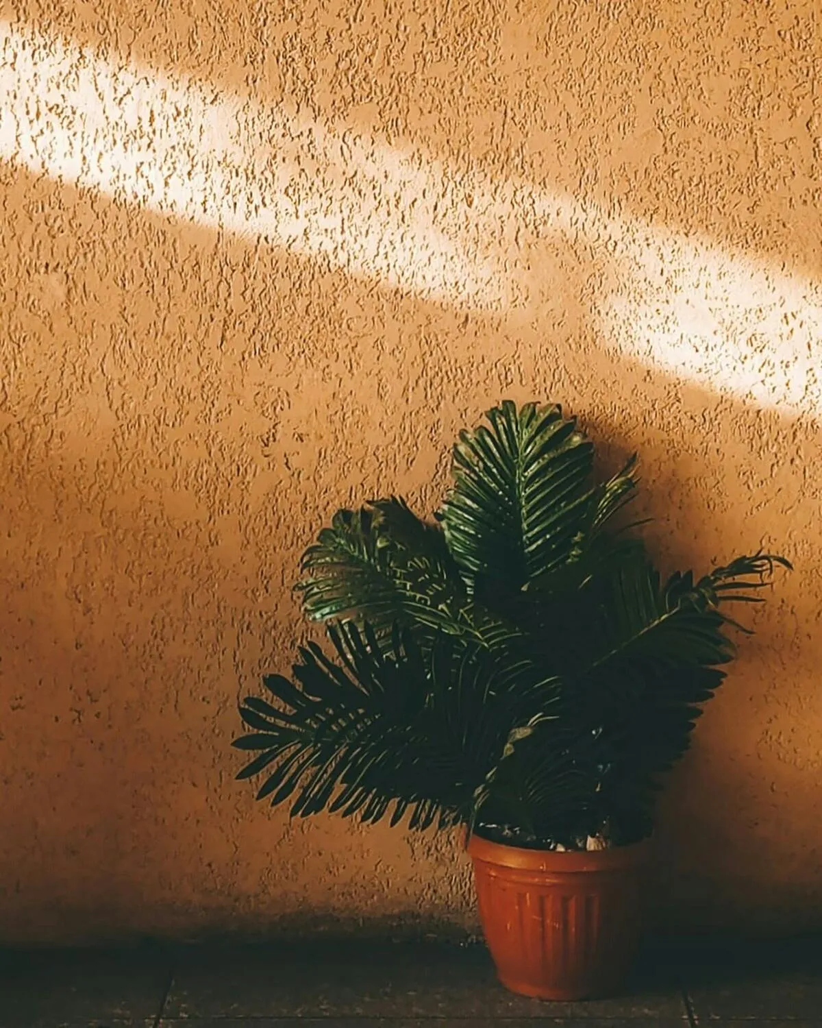 Planta en maceta de terracota contra una pared cálida atravesada por un haz de luz