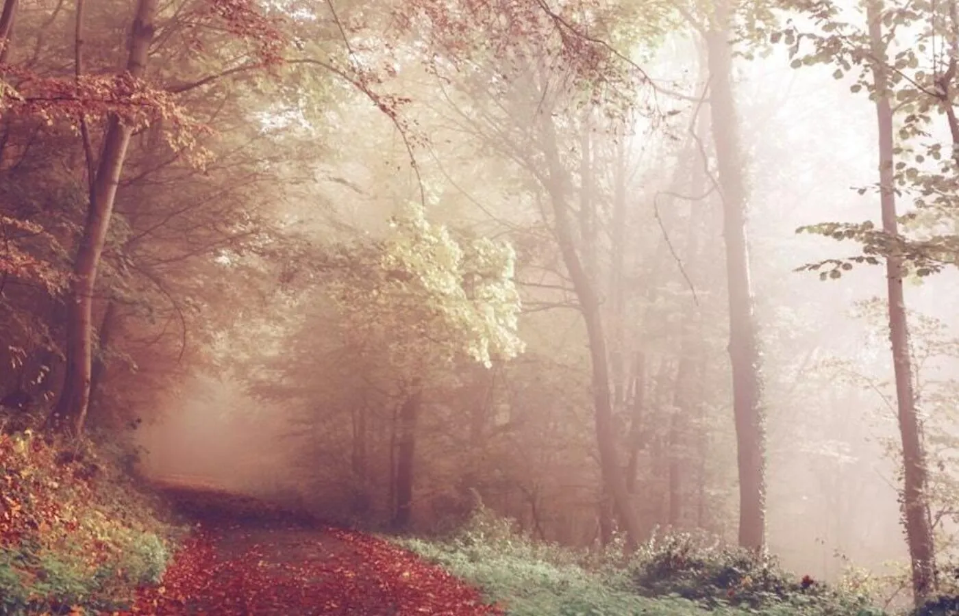 Sendero entre árboles cubierto de hojas otoñales con niebla suave